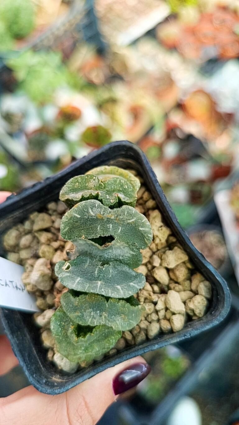 Siracactus-Succulente-Haworthia-truncata-hiroshige-2.jpg