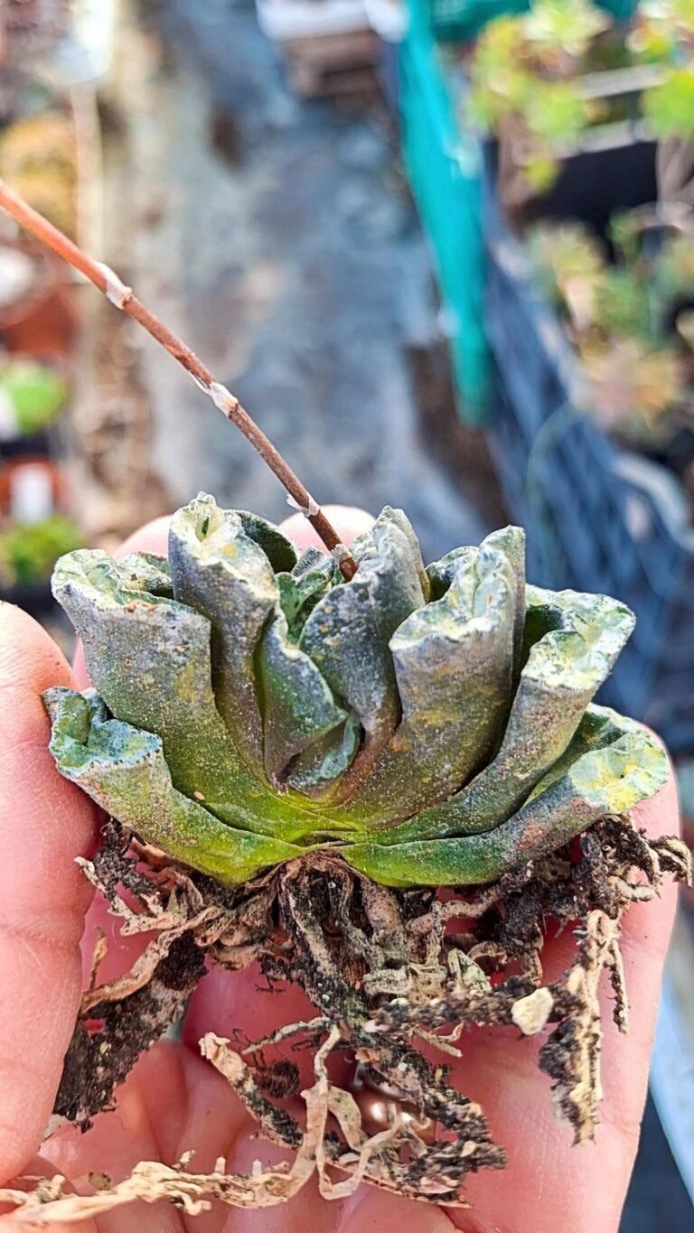 Siracactus-Succulente-Haworthia-truncata-hokusai.jpg