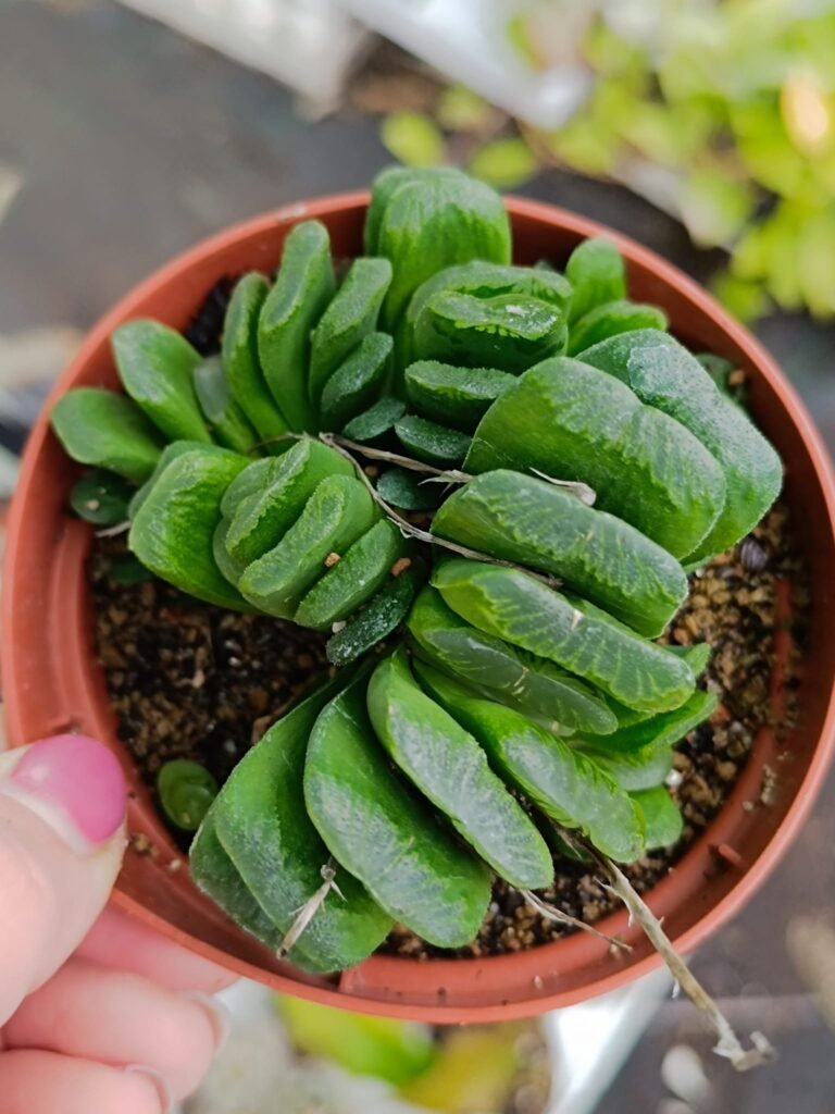 Siracactus-Succulente-Haworthia-truncata-lime-green.jpg