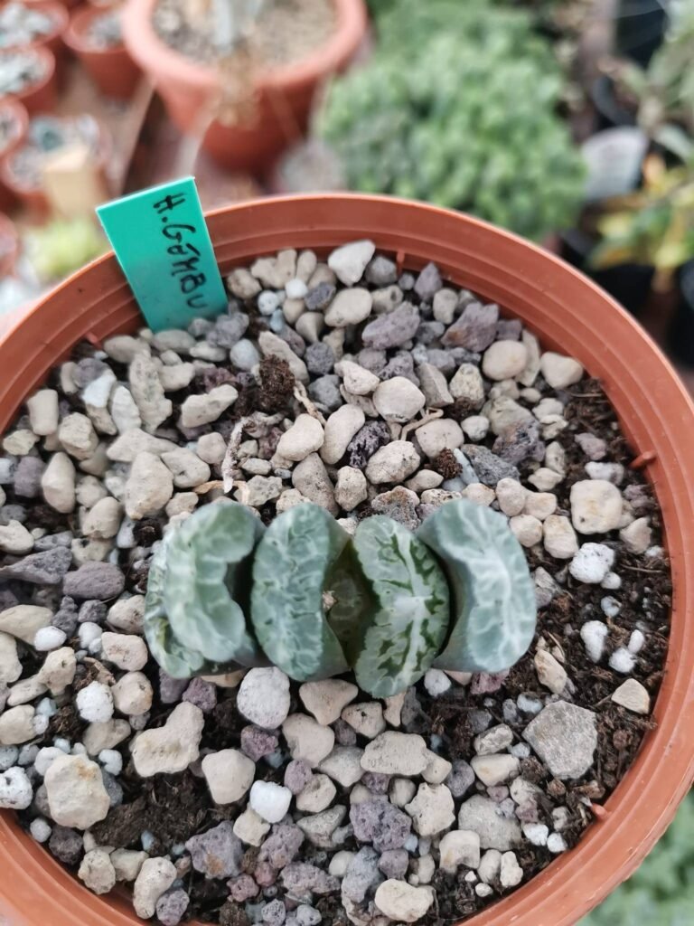 Siracactus-Succulente-Haworthia-truncata-v.-Genbu-2.jpg