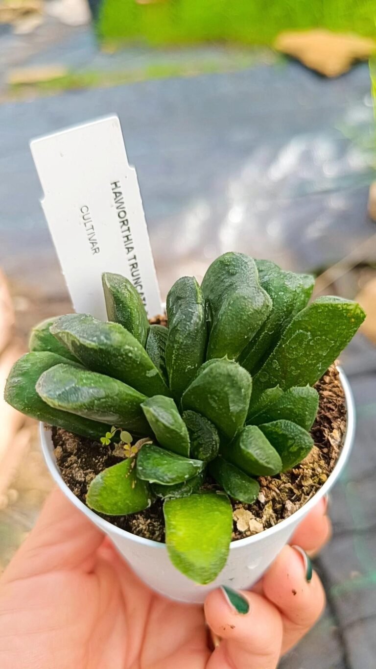 Siracactus-Succulente-Haworthia-truncata-x-maughanii-7.jpg