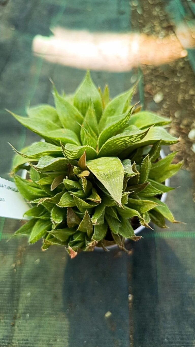 Siracactus-Succulente-Haworthia-turgida-longibracteata.jpg