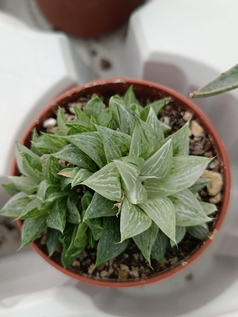 Siracactus-Succulente-Haworthia-turgida-rock-Sugar-variegata.jpg