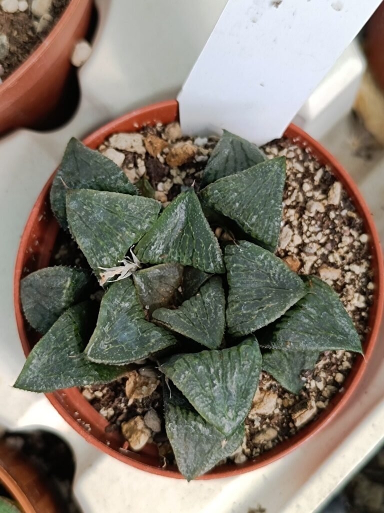 Siracactus-Succulente-Haworthia-urahannya-1.jpg