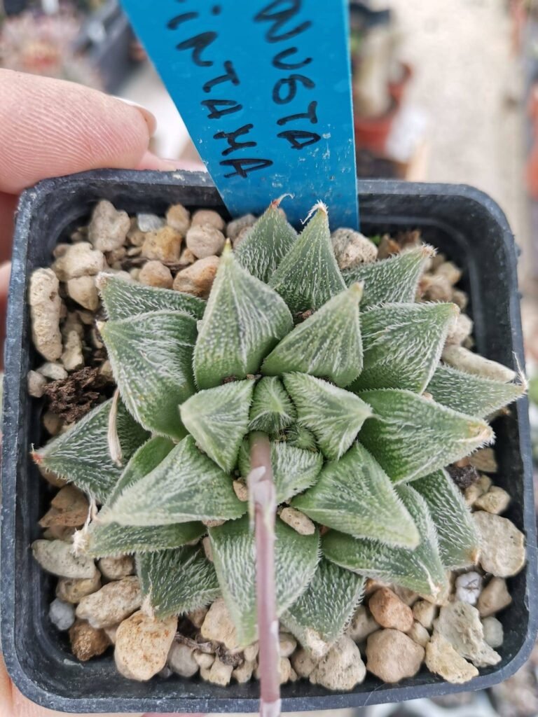 Siracactus-Succulente-Haworthia-venusta-gintama.jpg