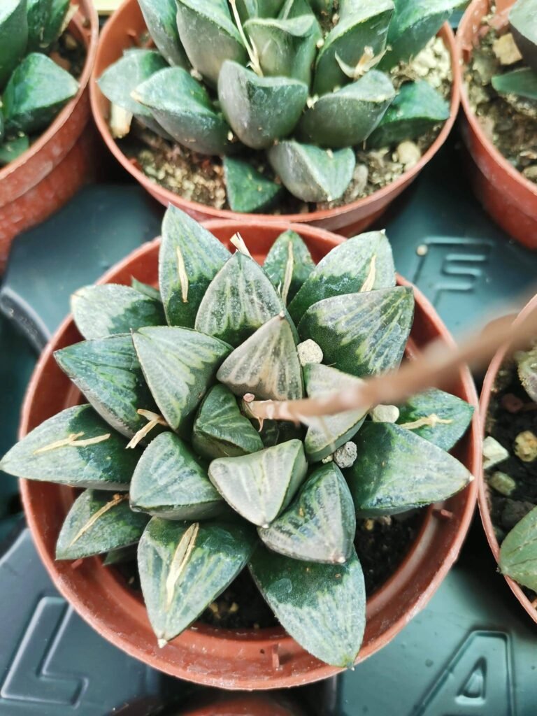 Siracactus-Succulente-Haworthia-white-heart-2.jpg