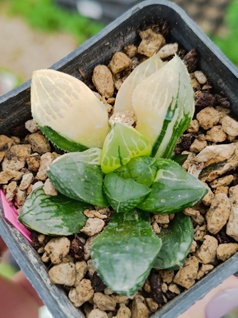 Siracactus-Succulente-Haworthia-yuro-shou-variegata-4.jpg