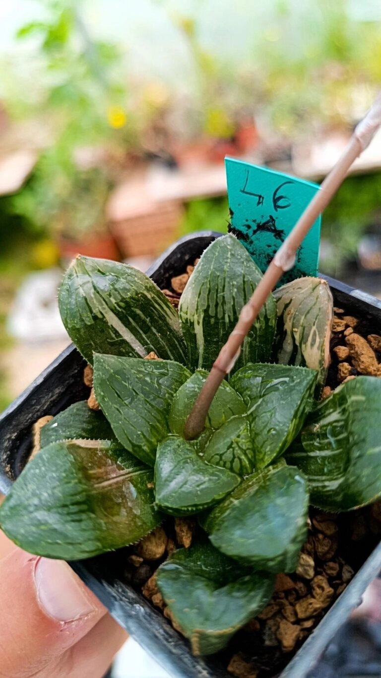 Siracactus-Succulente-Haworthia-yuro-shou-variegata.jpg
