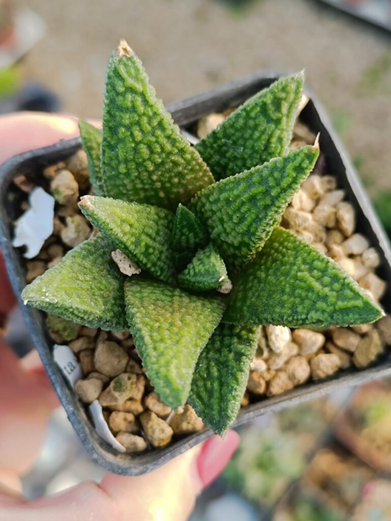Siracactus-Succulente-Haworthiopsis-marble-queen.jpg