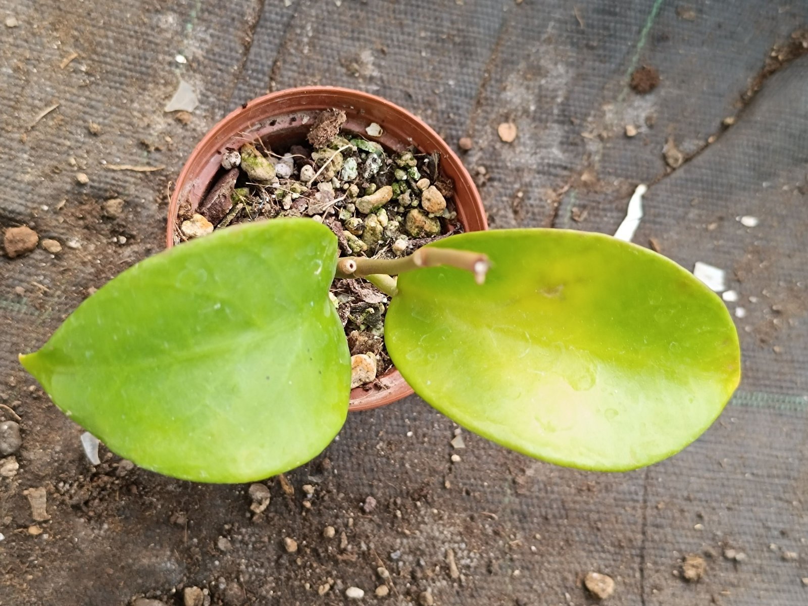 Siracactus-Succulente-Hoya-Bicknellii-2.jpg