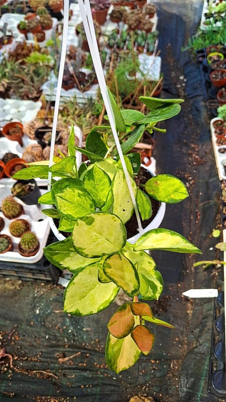 Siracactus-Succulente-Hoya-australis-lisa-variegata.jpg