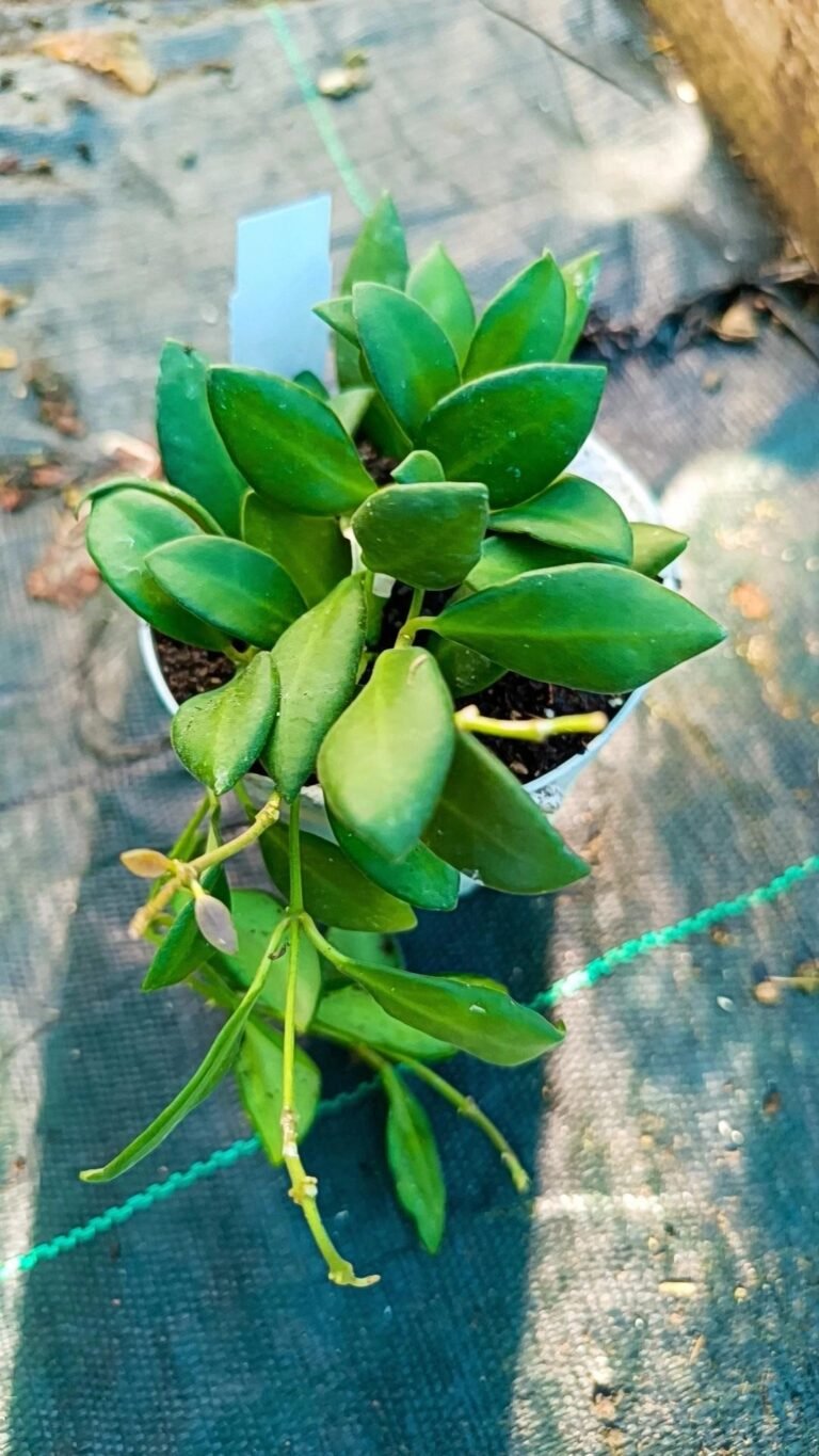 Siracactus-Succulente-Hoya-bilobata.jpg