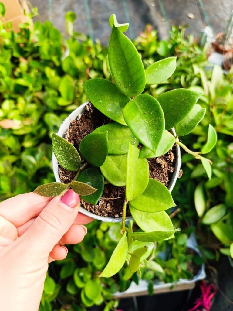 Siracactus-Succulente-Hoya-chouke.jpg