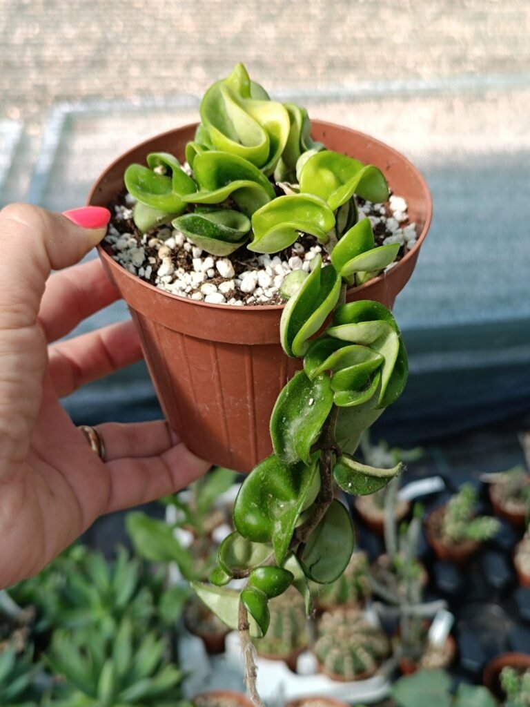 Siracactus-Succulente-Hoya-compacta-mostruosa.jpg