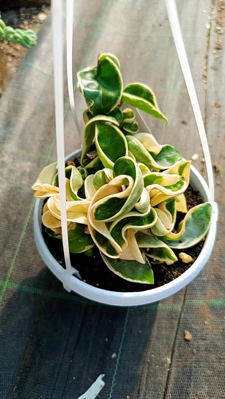 Siracactus-Succulente-Hoya-compacta-mostruosa-Variegata-2-1.jpg