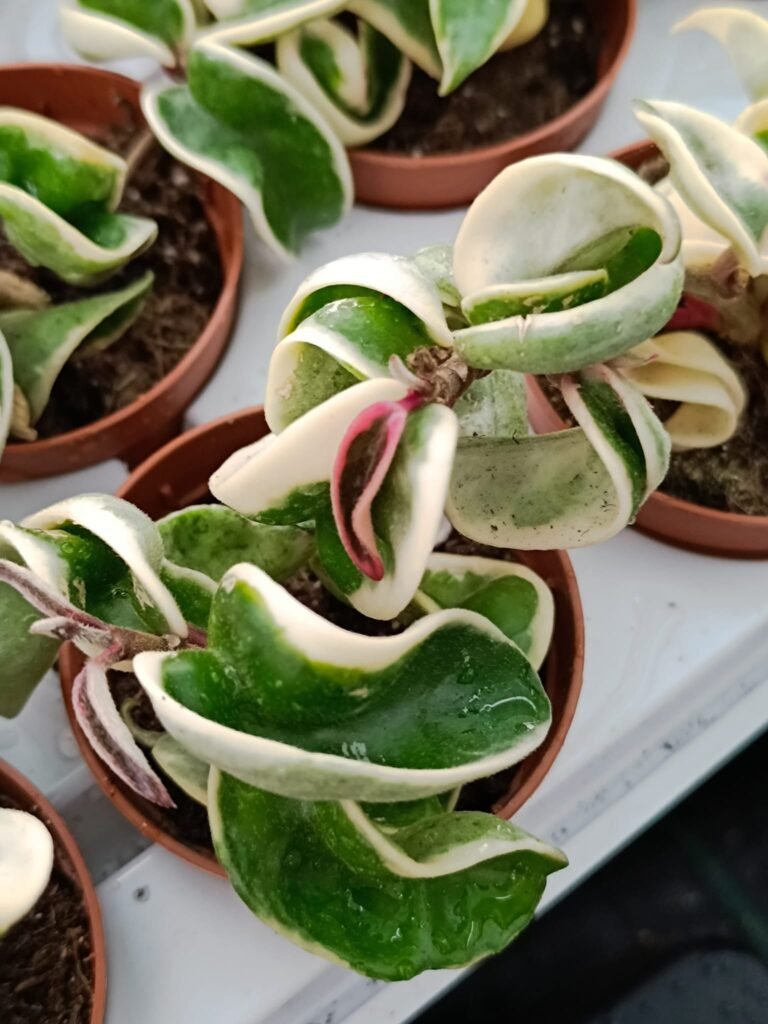 Siracactus-Succulente-Hoya-compacta-mostruosa-variegata.jpg