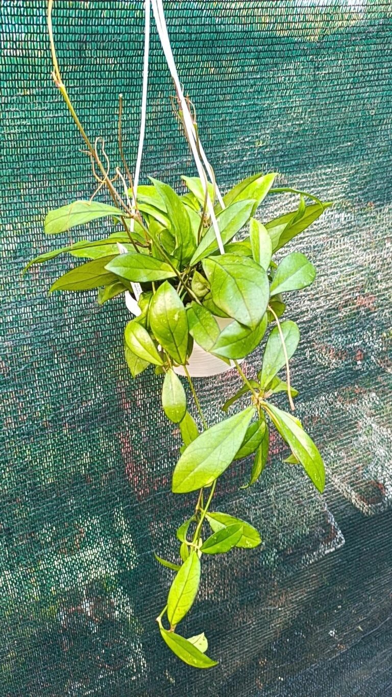 Siracactus-Succulente-Hoya-crassipetiolata.jpg
