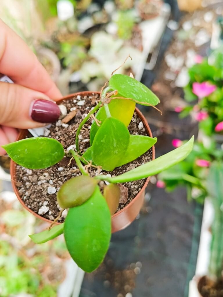 Siracactus-Succulente-Hoya-gracilis.jpg