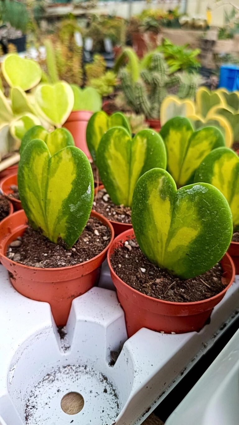 Siracactus-Succulente-Hoya-kerrii-Variegata-foglia-a-cuore.jpg