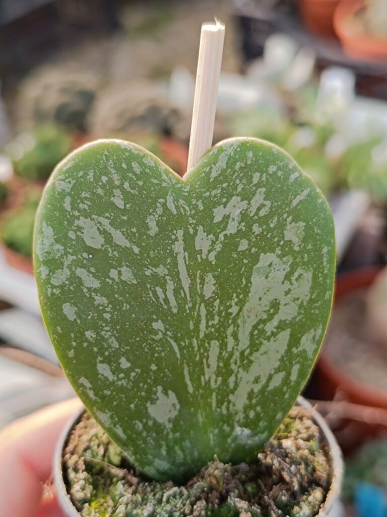 Siracactus-Succulente-Hoya-kerrii-splash.jpg