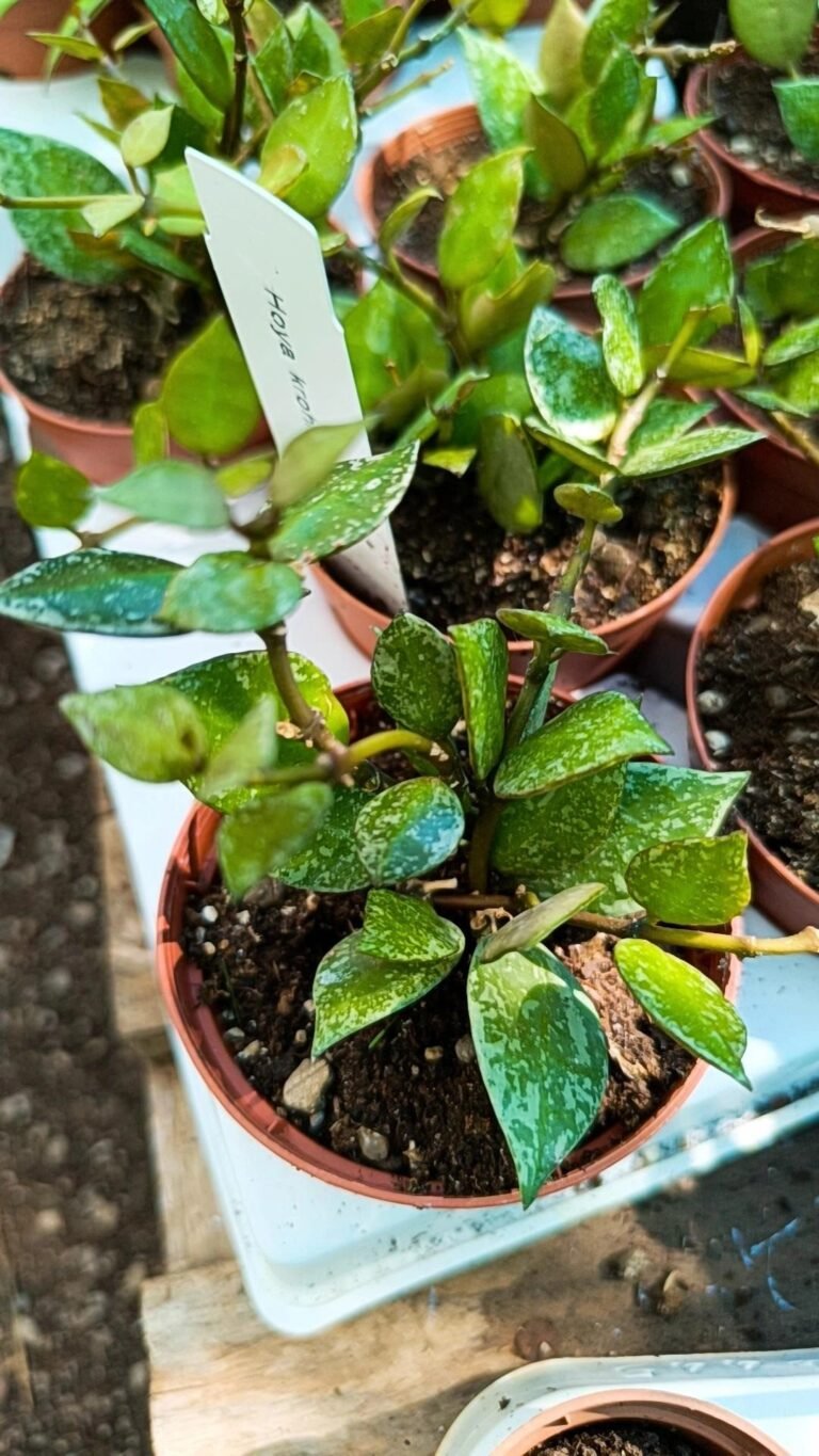 Siracactus-Succulente-Hoya-krohniana-black.jpg