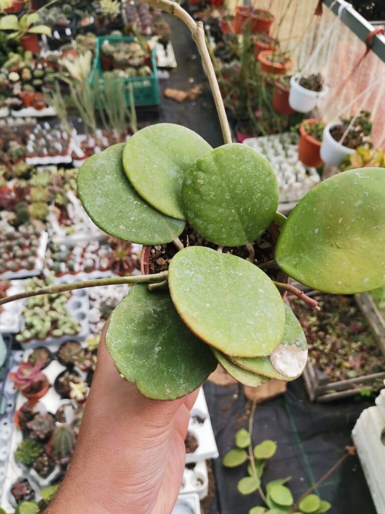 Siracactus-Succulente-Hoya-obovata-2.jpg