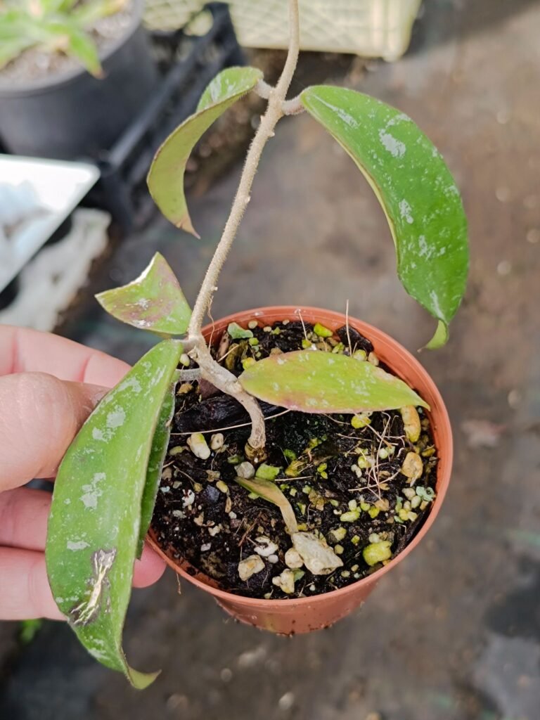 Siracactus-Succulente-Hoya-phuwuaensis-thai.jpg