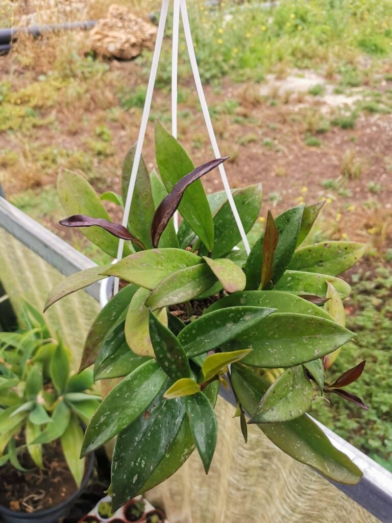 Siracactus-Succulente-Hoya-pubicalyx.jpg