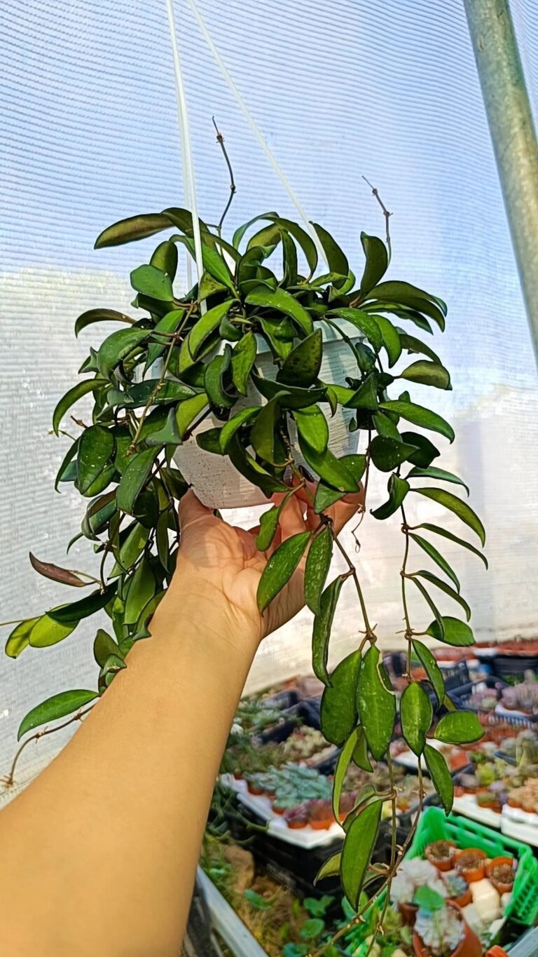 Siracactus-Succulente-Hoya-rosita.jpg