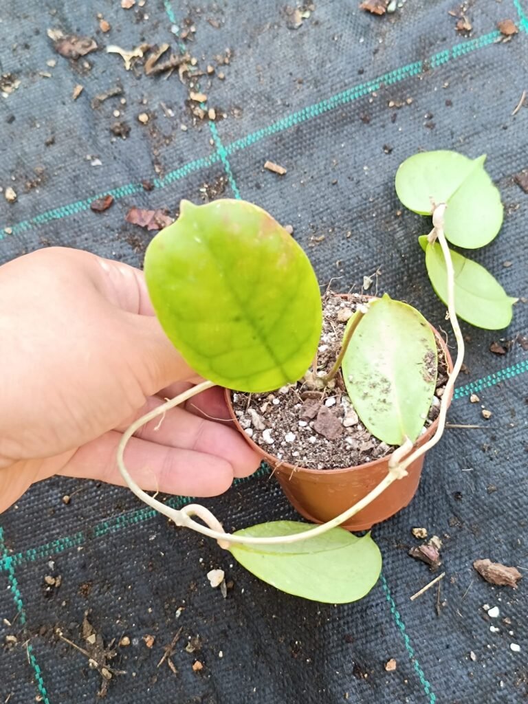 Siracactus-Succulente-Hoya-viola.jpg