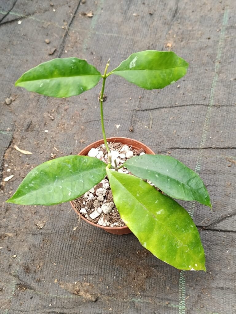 Siracactus-Succulente-Hoya-wallichii.jpg