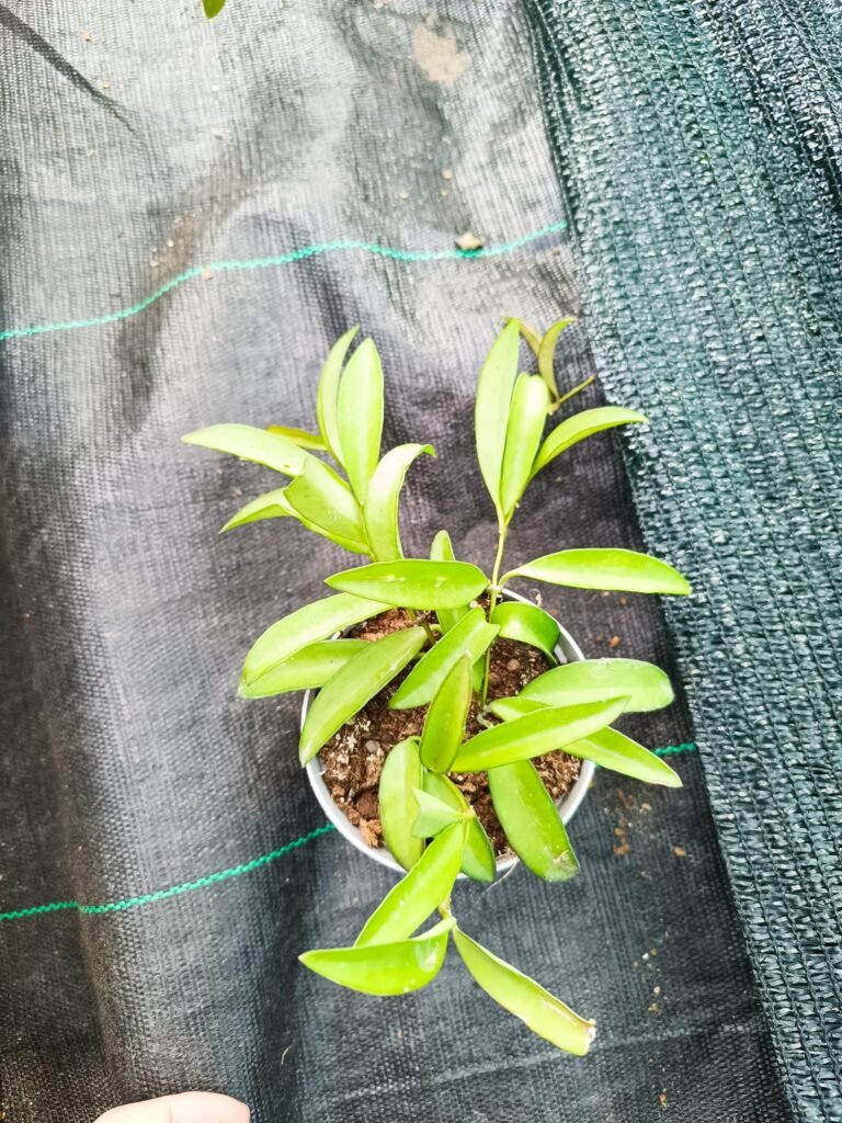 Siracactus-Succulente-Hoya-wayetii.jpg