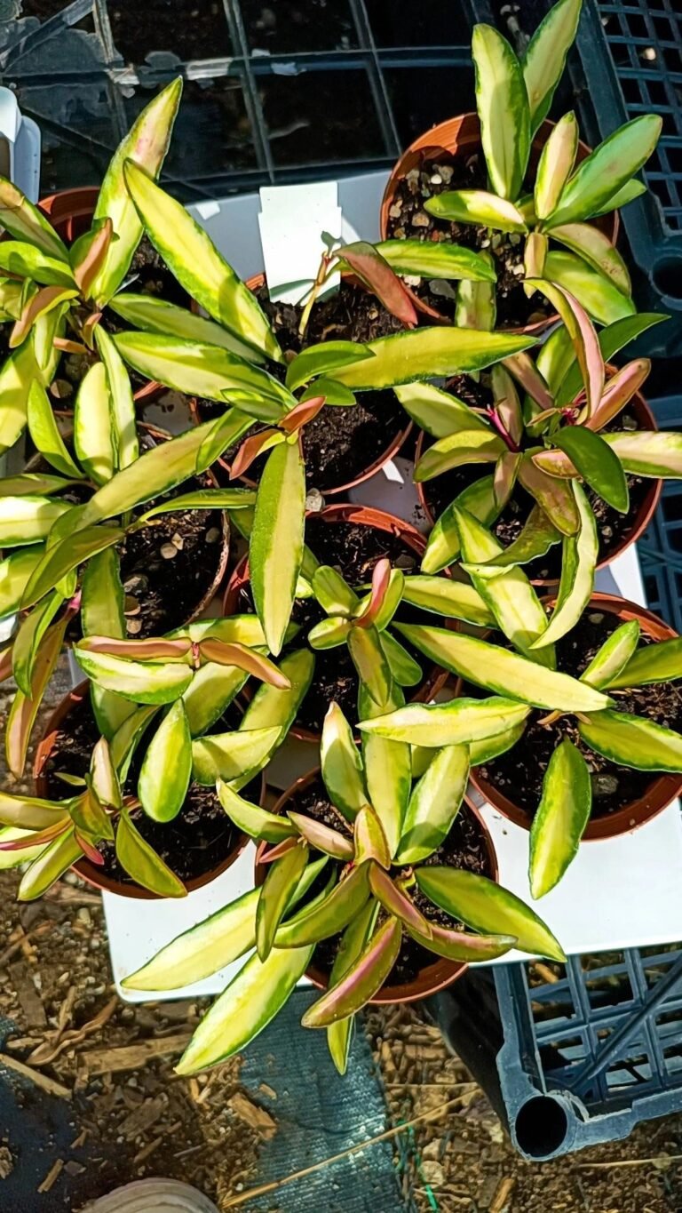 Siracactus-Succulente-Hoya-wayetii-tricolor.jpg