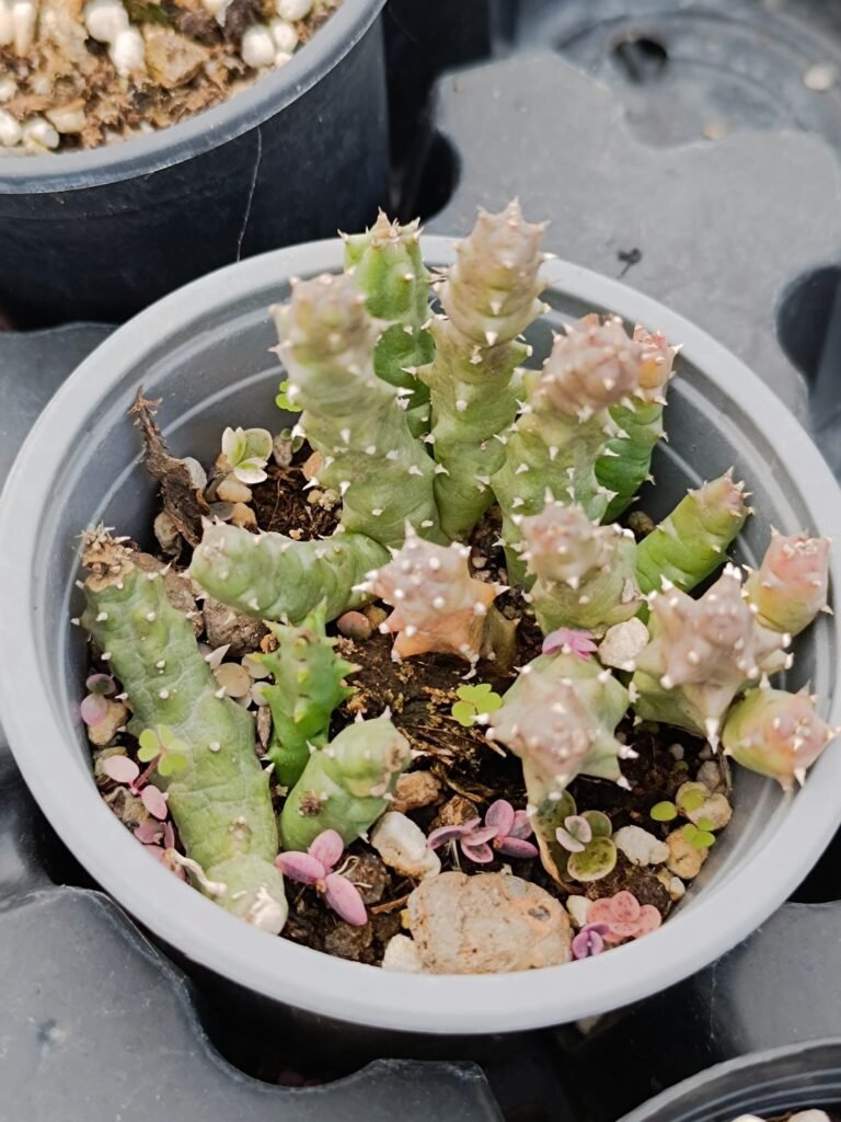 Siracactus-Succulente-Huernia-SP.jpg