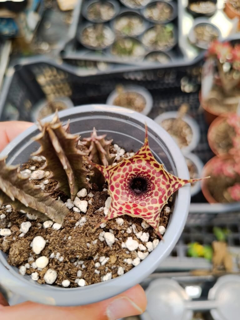 Siracactus-Succulente-Huernia-SP-in-fioritura.jpg