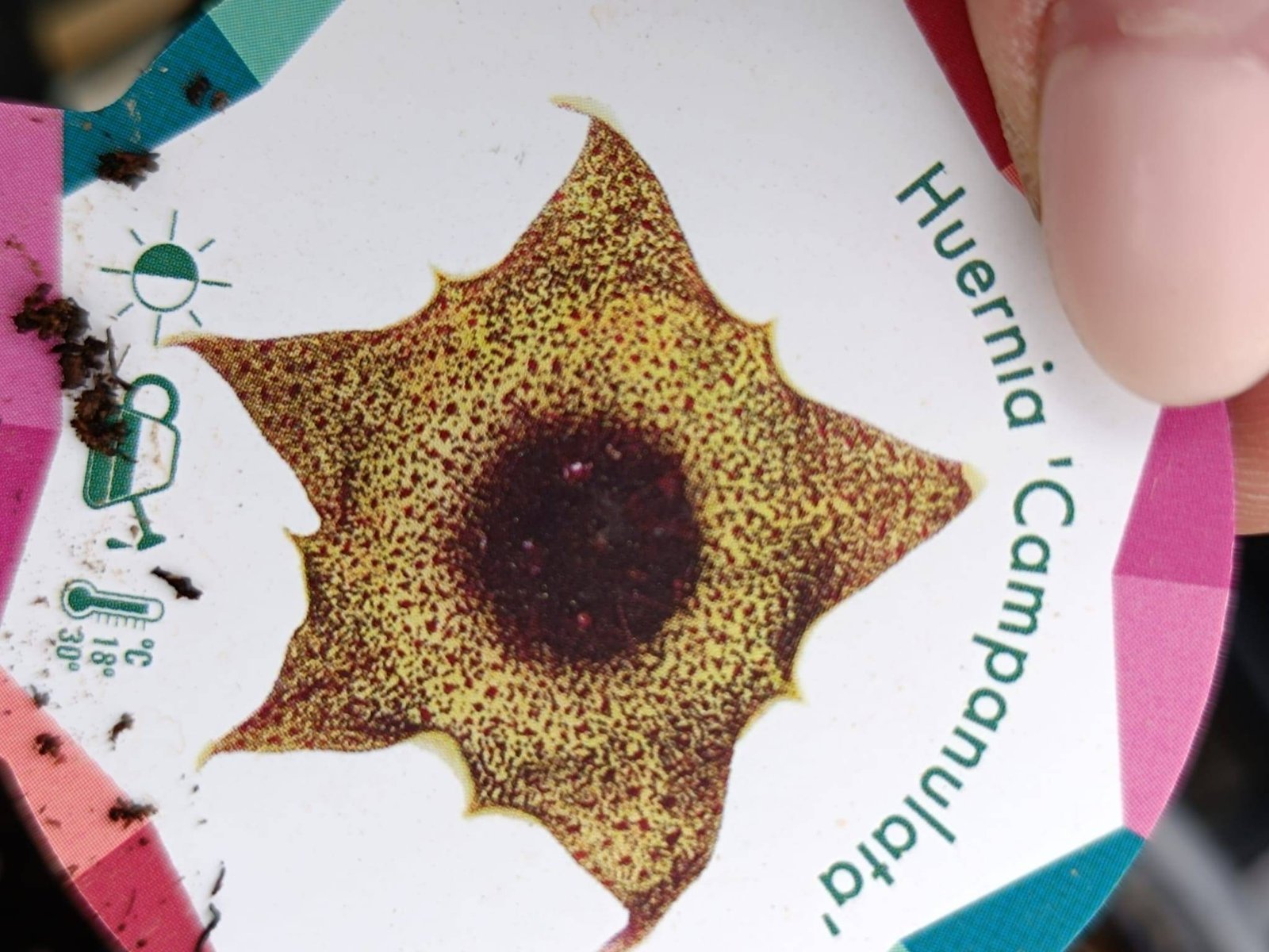 Siracactus-Succulente-Huernia-campanulata.jpg
