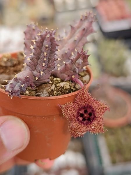 Siracactus-Succulente-Huernia-histrix-x-parvula-1.jpg