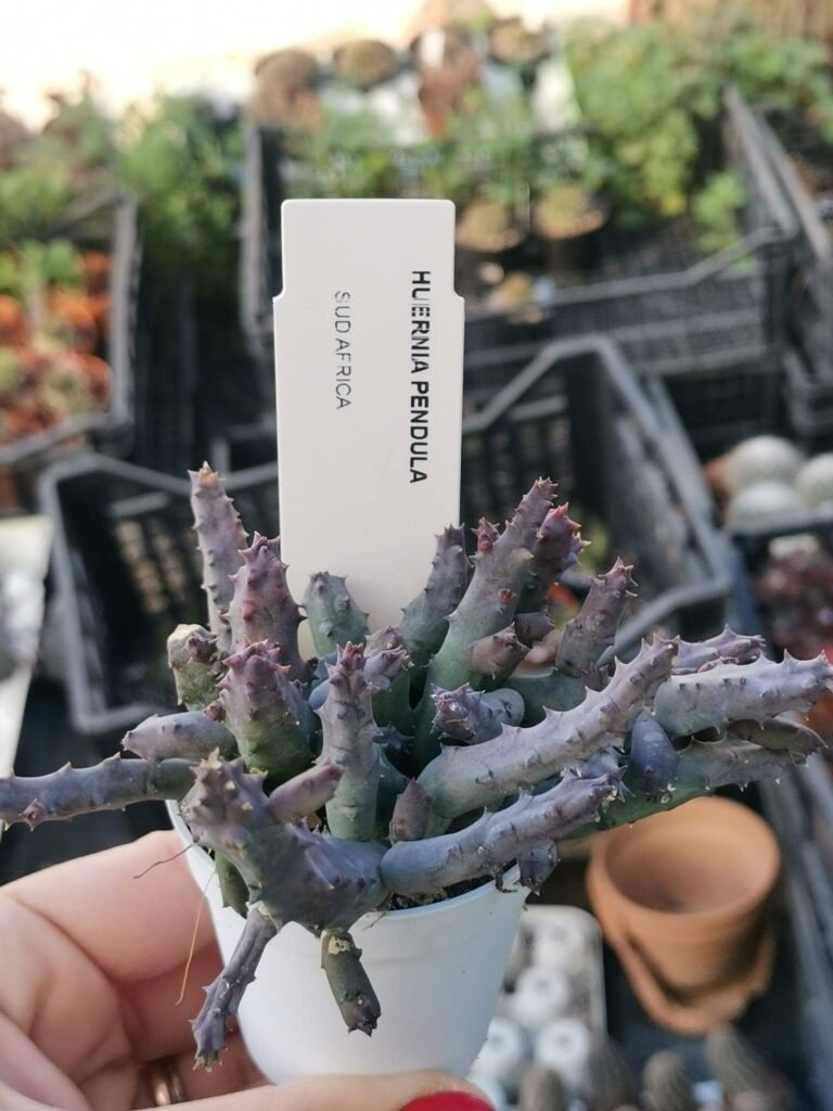 Siracactus-Succulente-Huernia-pendula.jpg