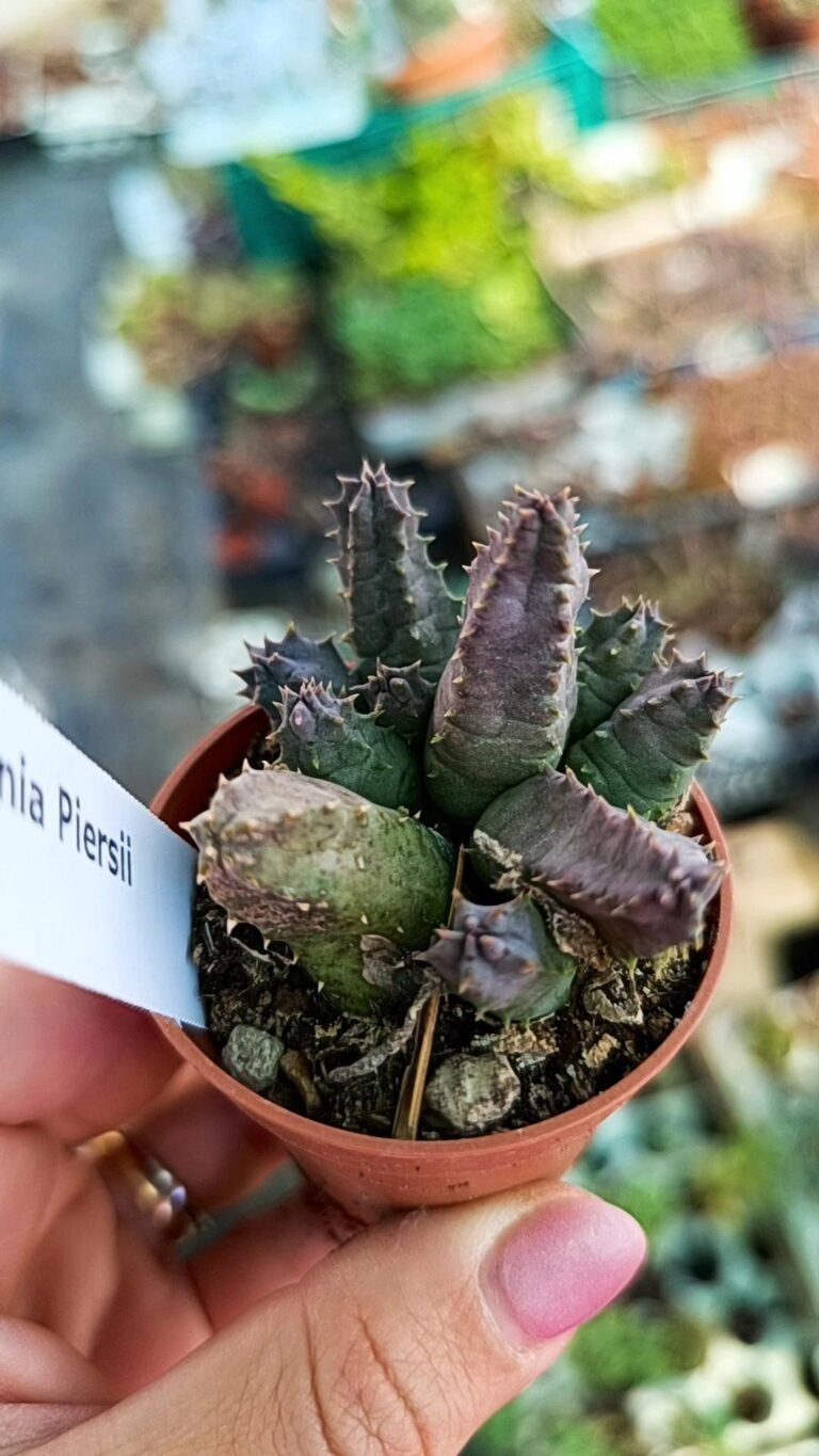 Siracactus-Succulente-Huernia-piersii.jpg