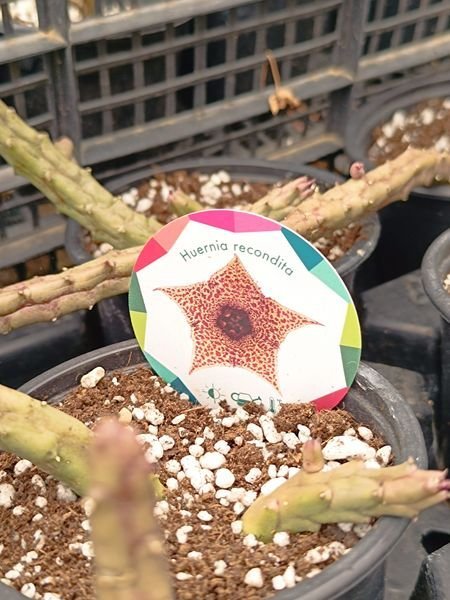 Siracactus-Succulente-Huernia-recondita.jpg