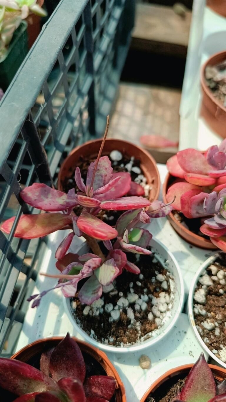 Siracactus-Succulente-Kalanchoe-Humilis-mostruosa.jpg