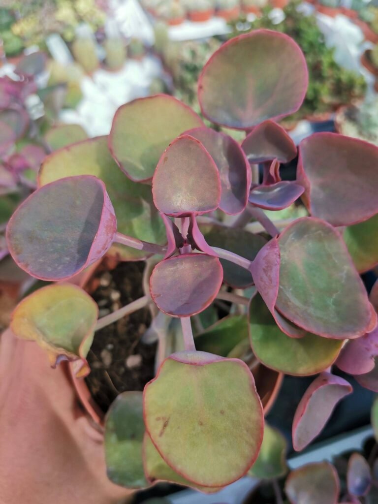 Siracactus-Succulente-Kalanchoe-Nyikae-syn-kalanchoe-hemsleyana-1.jpg