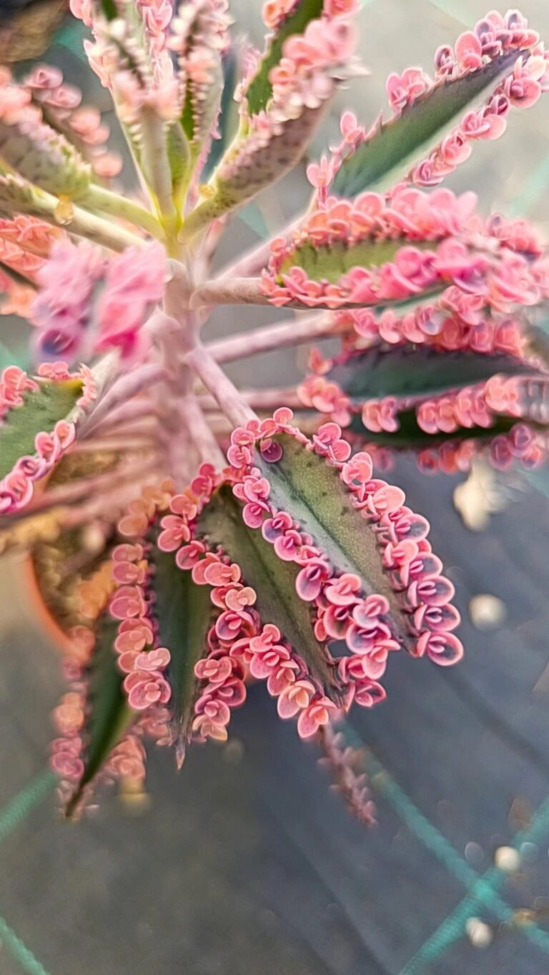 Siracactus-Succulente-Kalanchoe-Pink-Butterfly-2-1.jpg