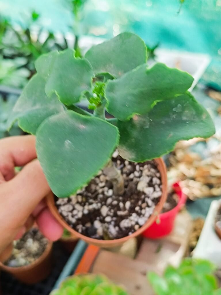 Siracactus-Succulente-Kalanchoe-beharensis-nudum-mostruosa-1.jpg