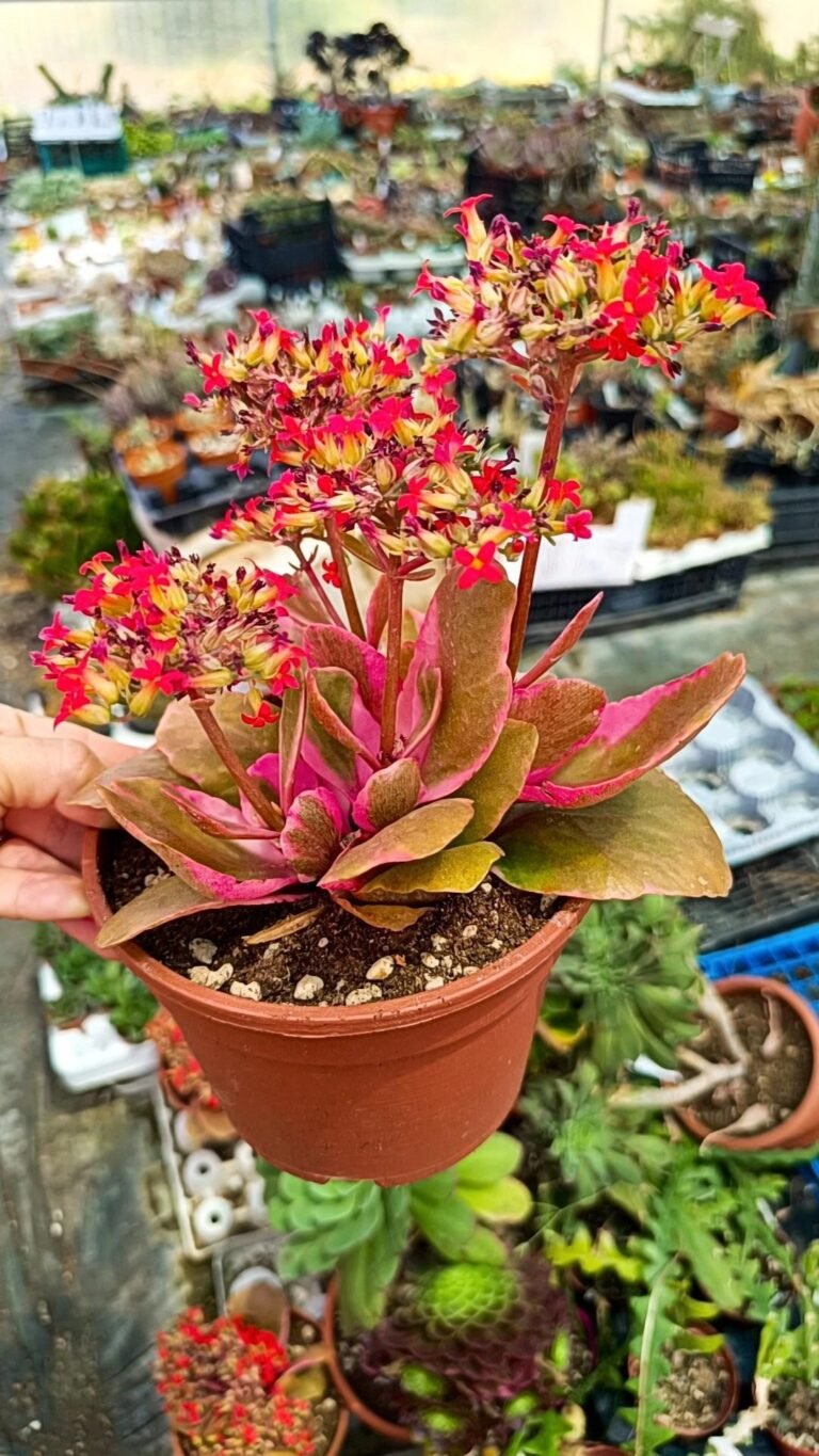 Siracactus-Succulente-Kalanchoe-blossfeldiana-Variegata.jpg