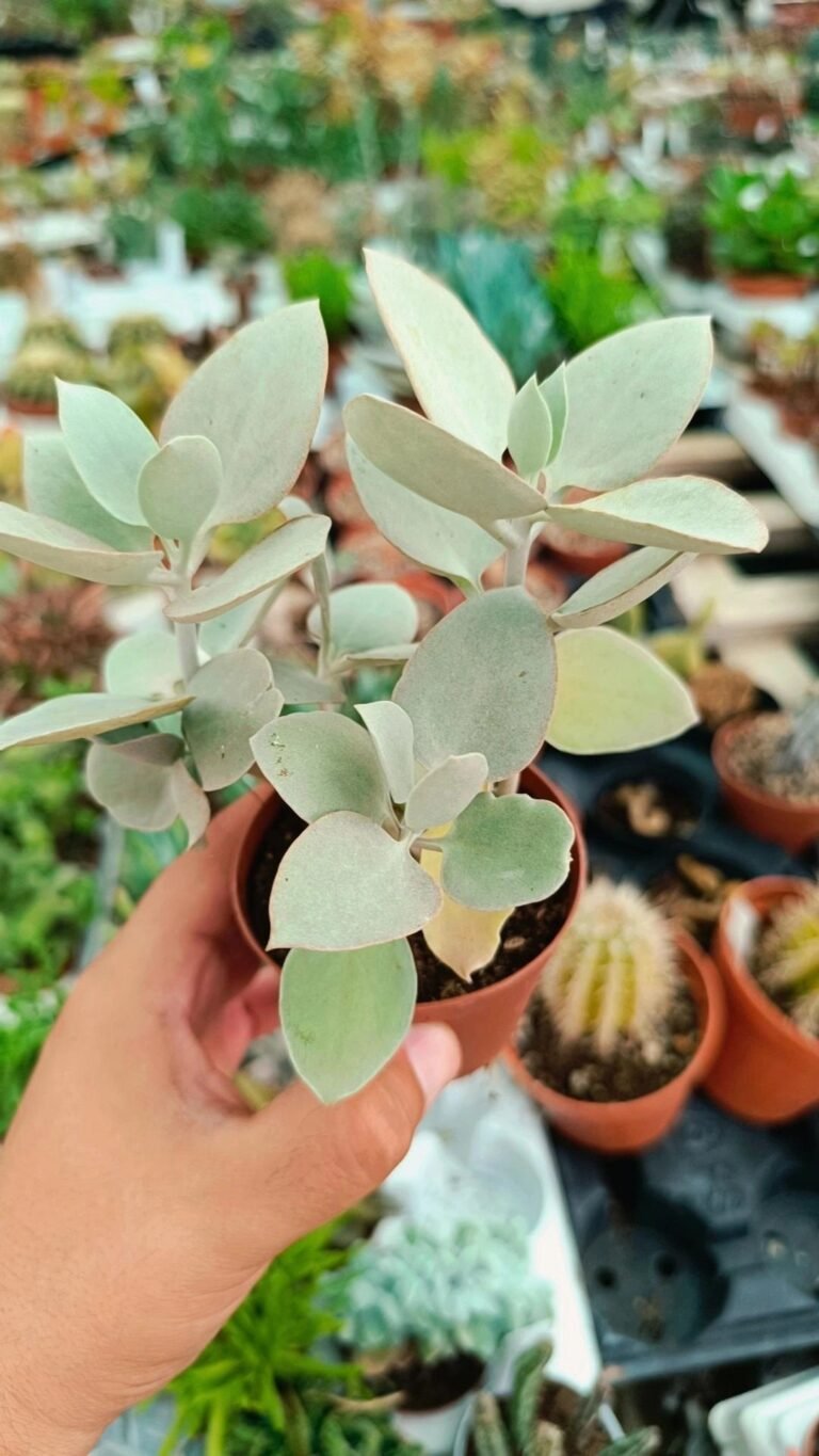 Siracactus-Succulente-Kalanchoe-bracteata-1.jpg