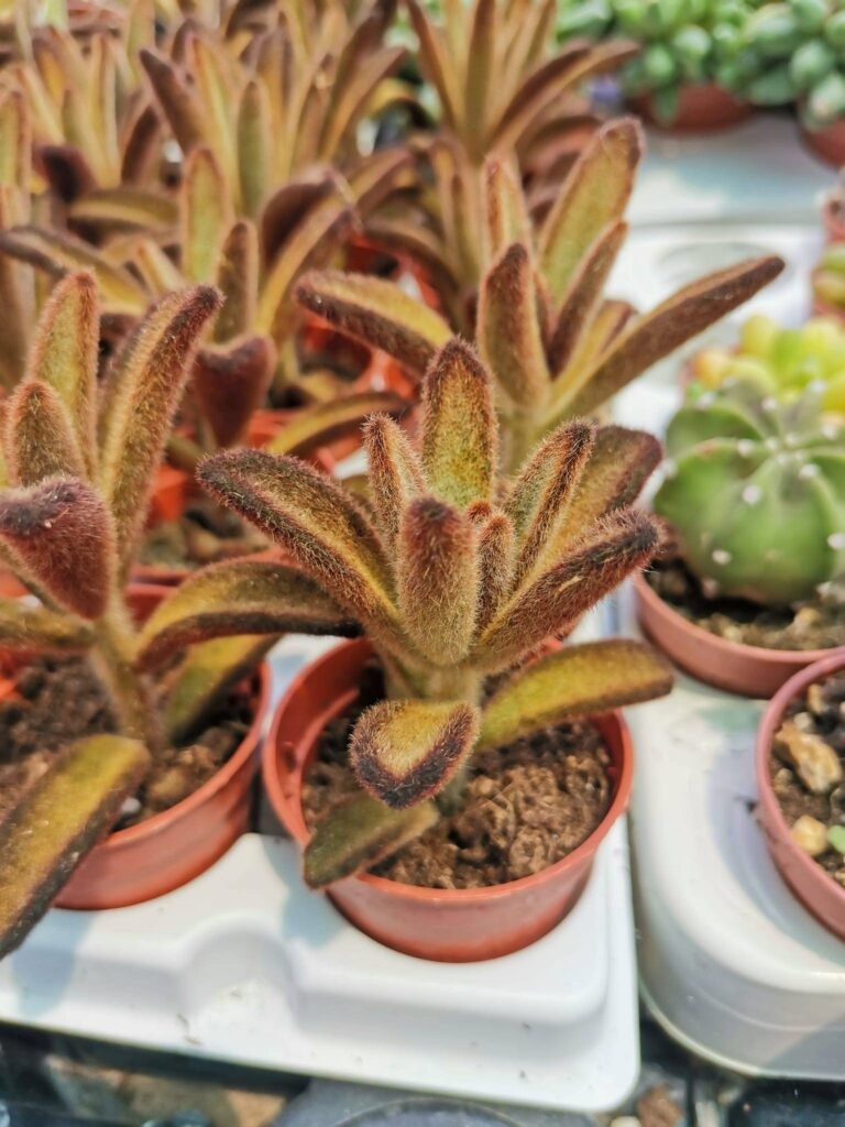 Siracactus-Succulente-Kalanchoe-chocolate-soldier.jpg