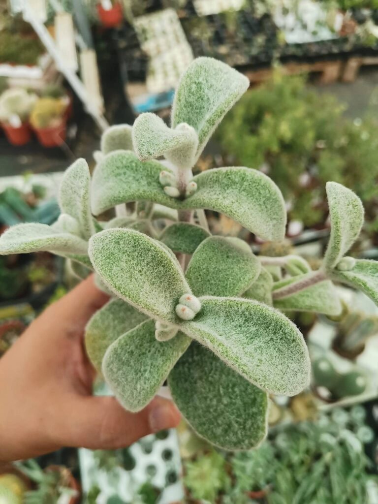 Siracactus-Succulente-Kalanchoe-eriophylla-1.jpg