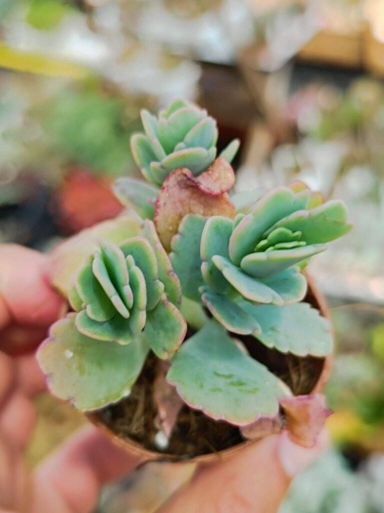 Siracactus-Succulente-Kalanchoe-fedtschenkoi-1.jpg