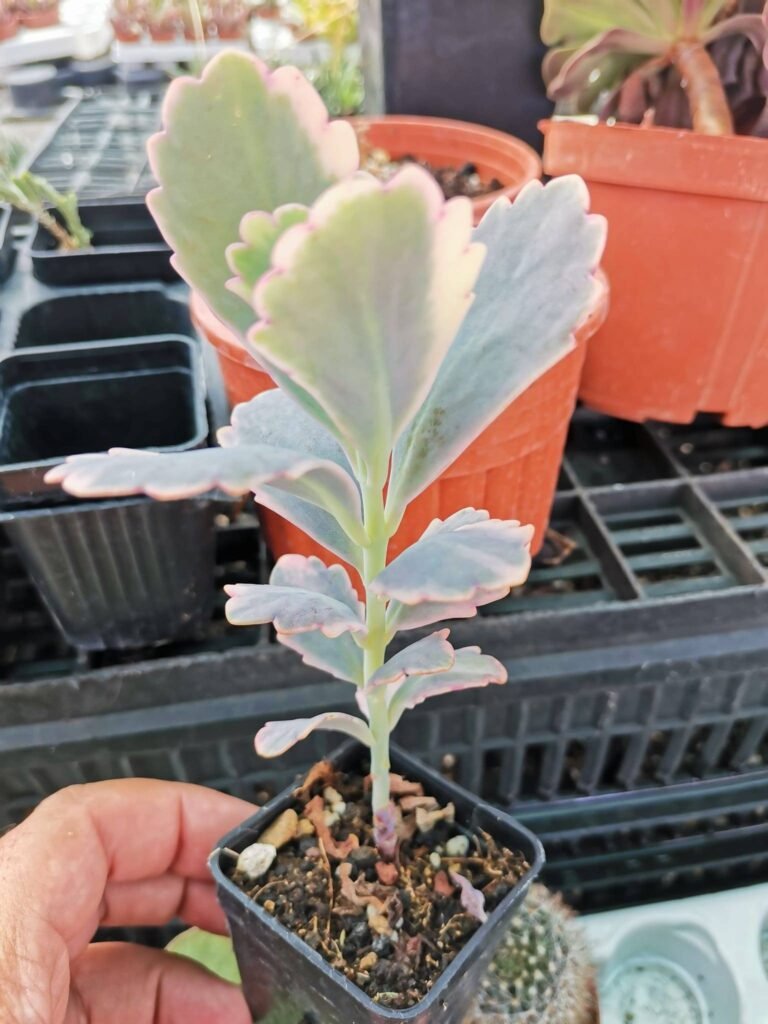 Siracactus-Succulente-Kalanchoe-fedtschenkoi-variegata-2.jpg